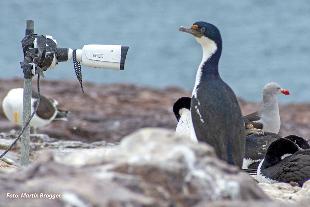 Monitoreo de Aves Marinas Patagonia Azul Rewalding