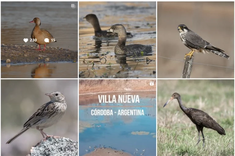Instagram Che Toba Fotos de Aves