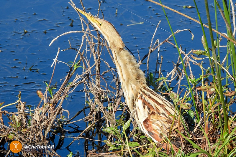 Mirasol Estriado en Laguna de Villa Nueva