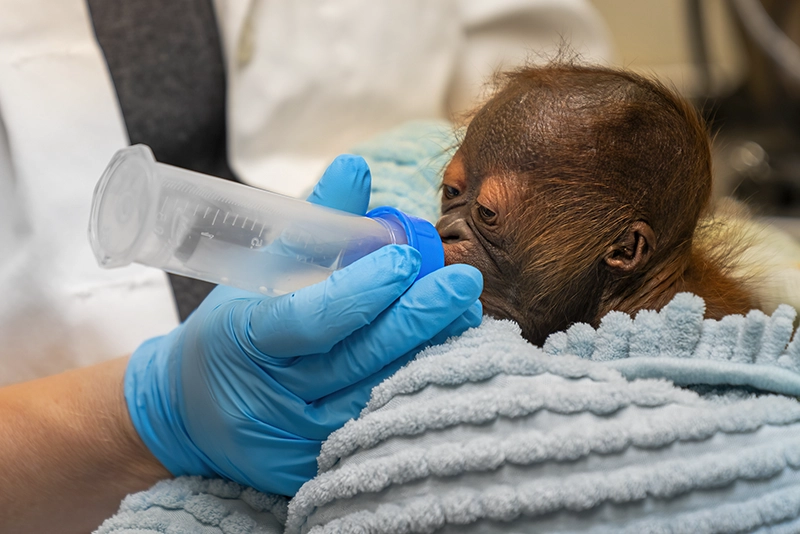 Bebé Orangután de Borneo hembra