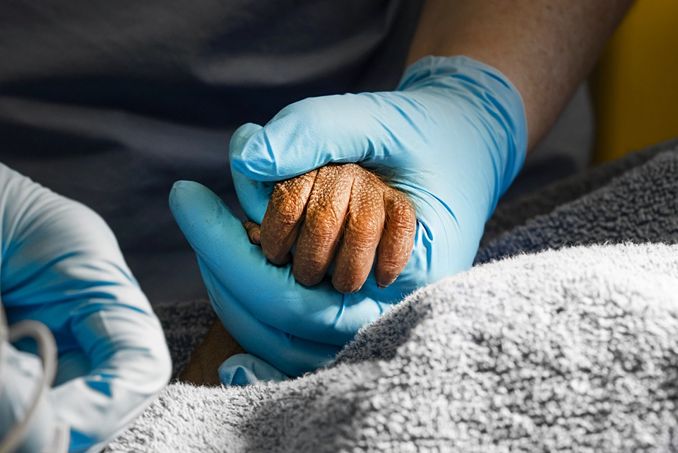 Nace en Busch Gardens un Orangután en peligro de extinción