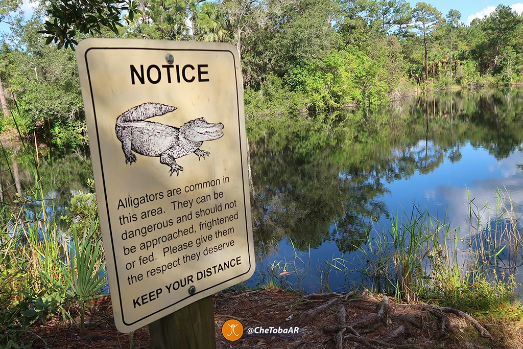 Cuidado con los alligators