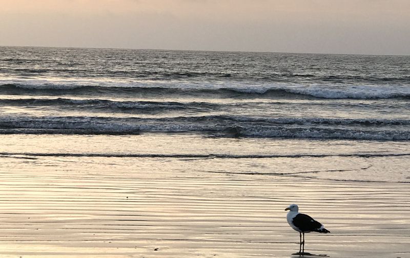 Playa de Huasco - Chile