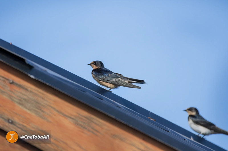 Golondrina Tijerita - Hirundo rustica