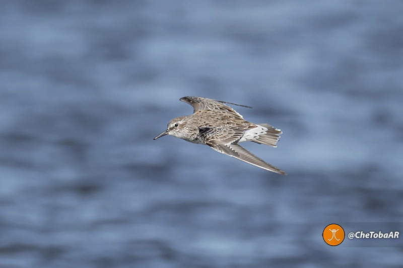 Playerito Rabadilla Blanca - Calidris fuscicollis - Aves Migratorias Córdoba