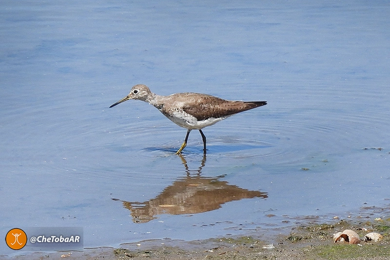 Pitotoy Solitario - Tringa solitaria - Aves Migratorias de América