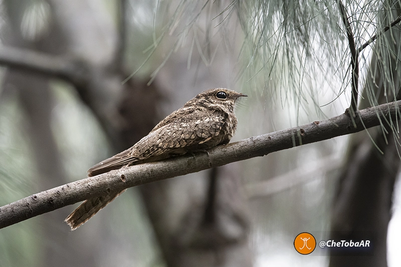 Atajacaminos Tijera perchando en una rama de pino