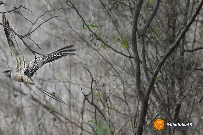 Macho de Hydropsalis torquata en vuelo