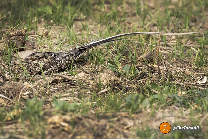 Macho de Hydropsalis torquata