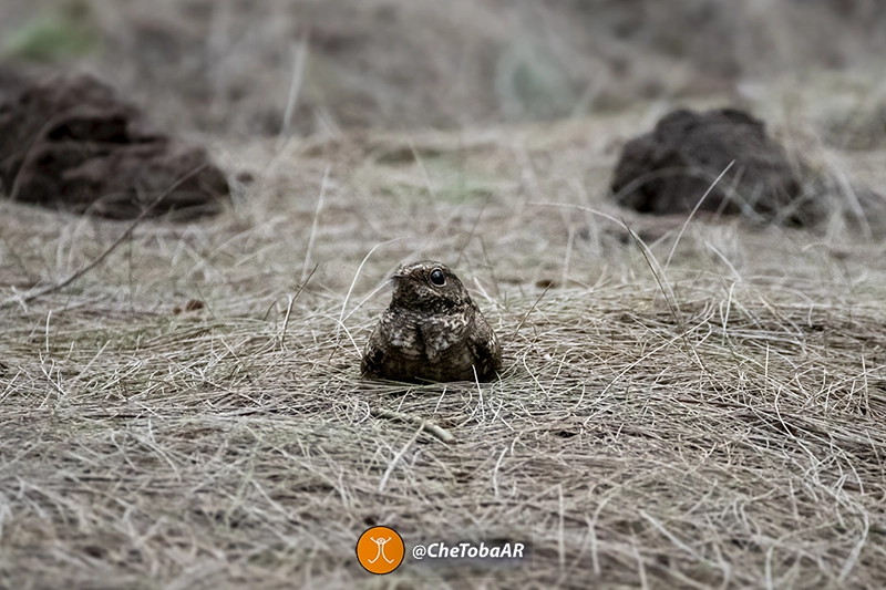 Atajacaminos Tijera en el suelo camuflado