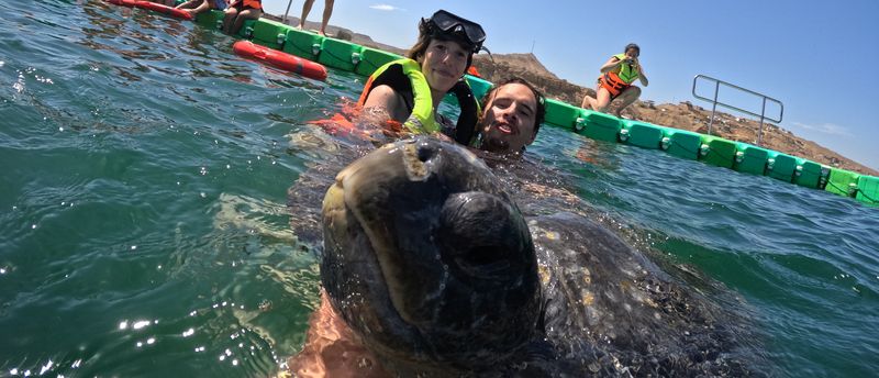 Avistaje de tortugas en Los Organos