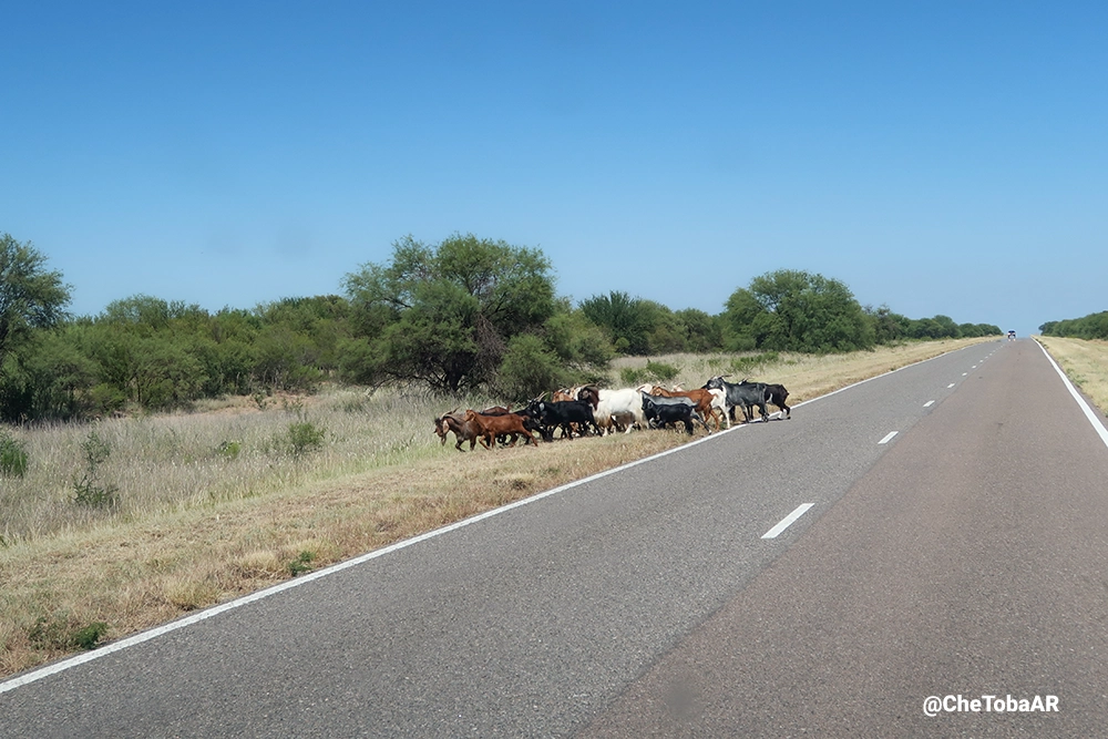 animales sueltos en las rutas de San Luis y San Juan