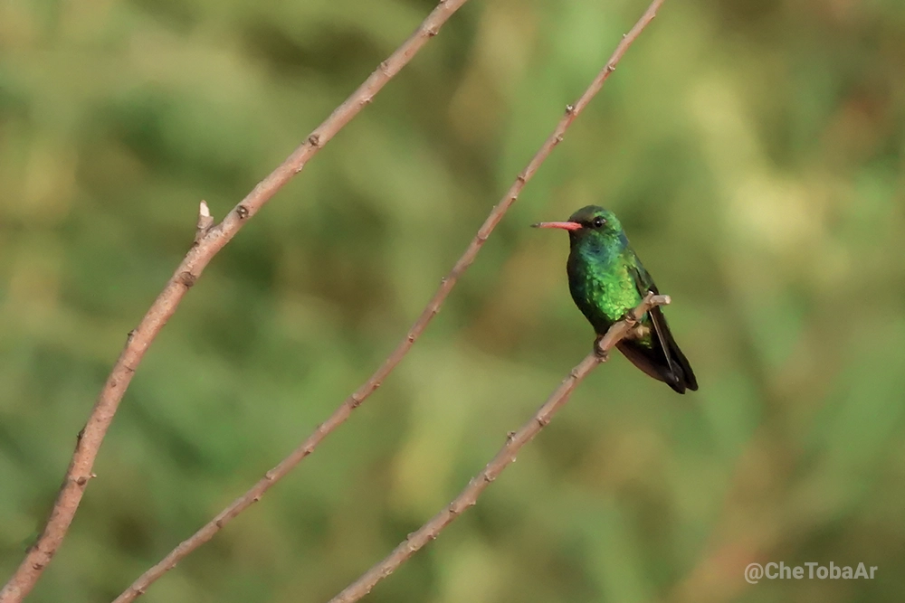 Picaflor Verde Macho - Chlorostilbon lucidus