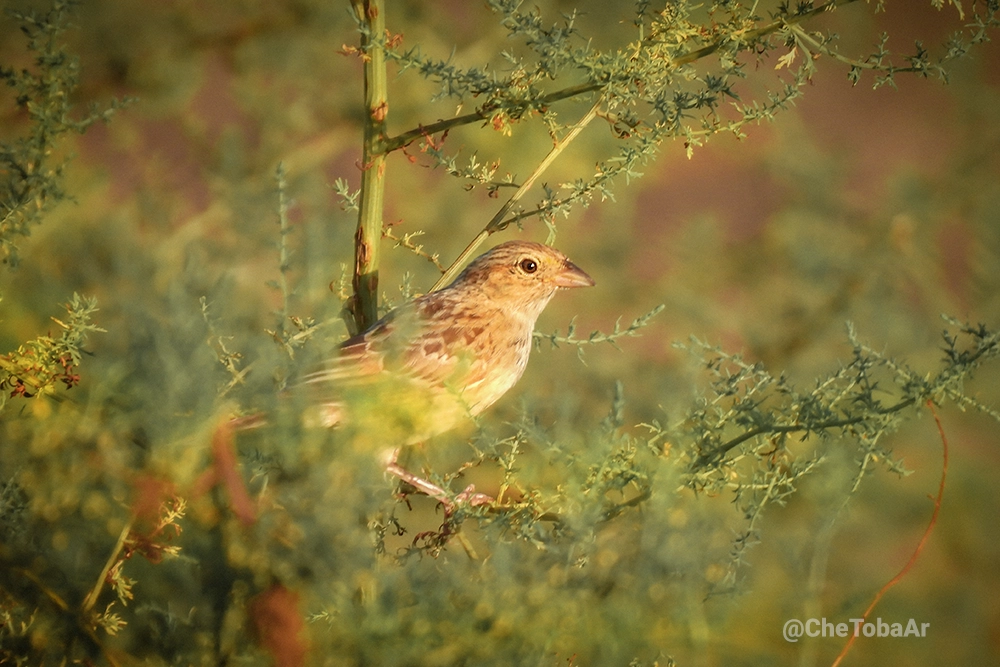 Cachilo Ceja Amarilla - Ammodramus humeralis