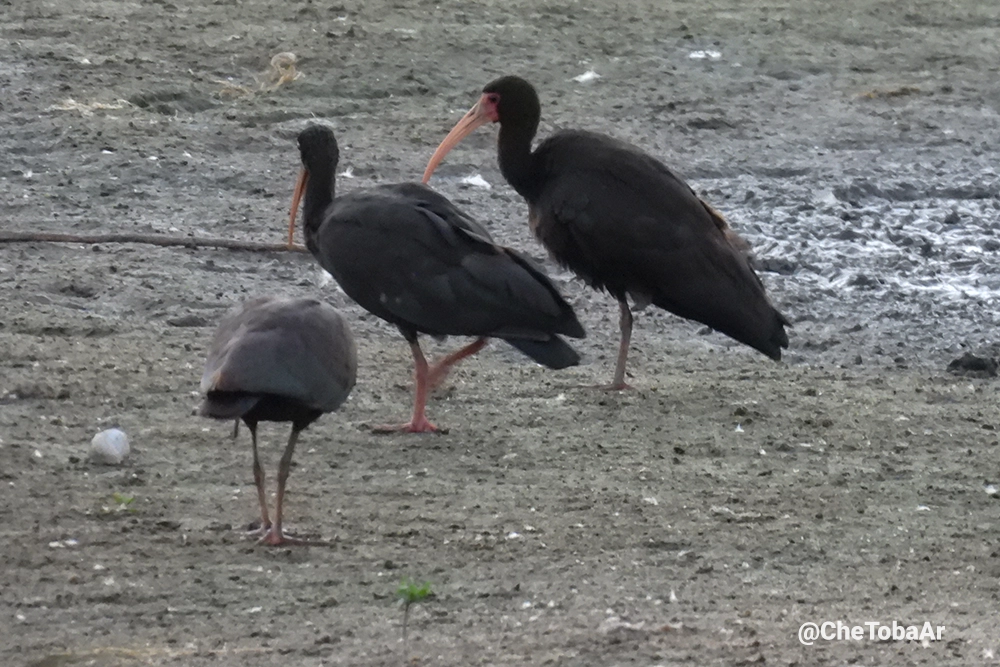 Phimosus infuscatus en Córdoba