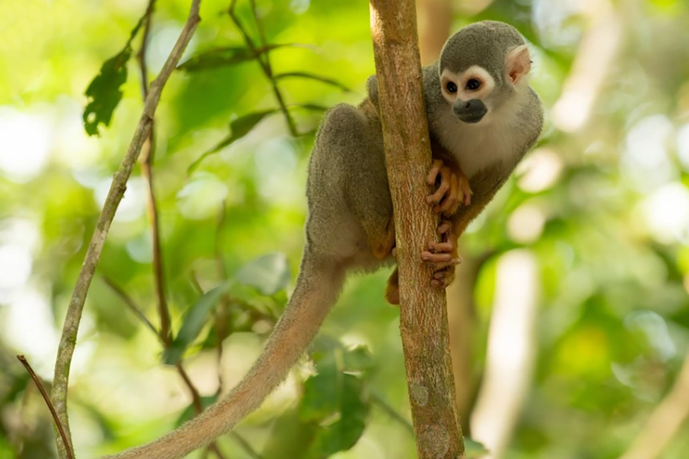 el amazonas en ecuador