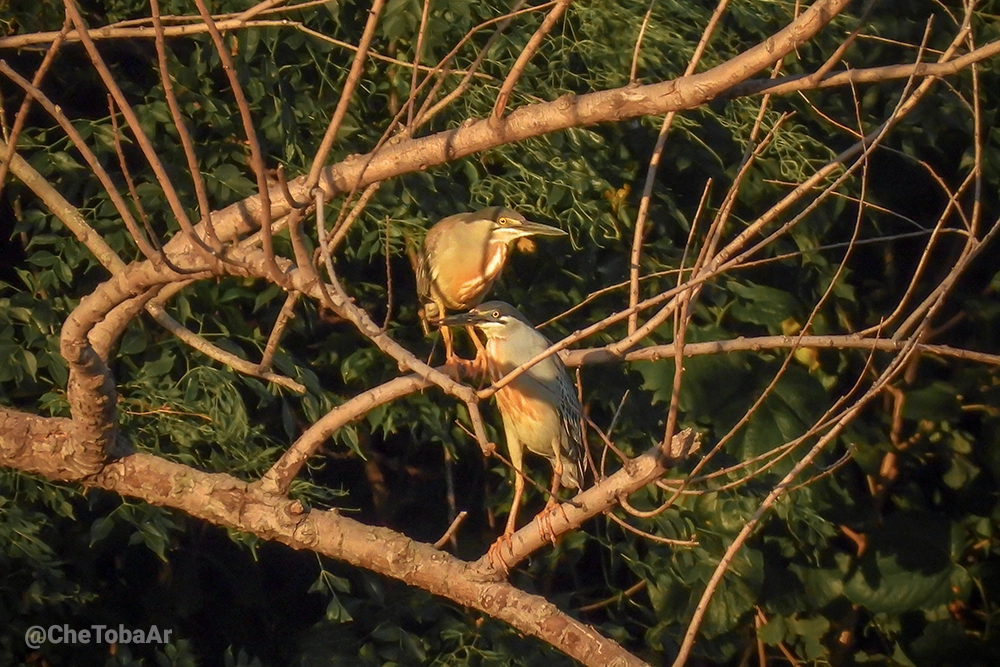 Garcita Azulada (Butorides striata)