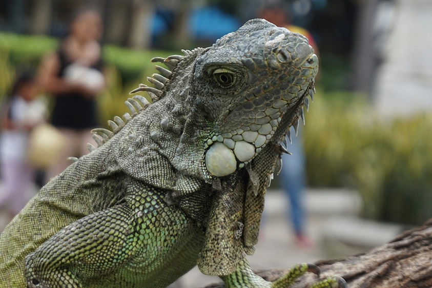 Qué visitar en 2 días en guayaquil