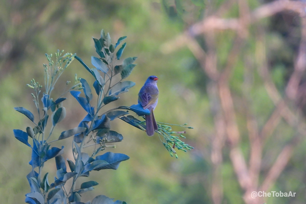 Embernagra platensis ave laguna de cordoba departamento general san martin