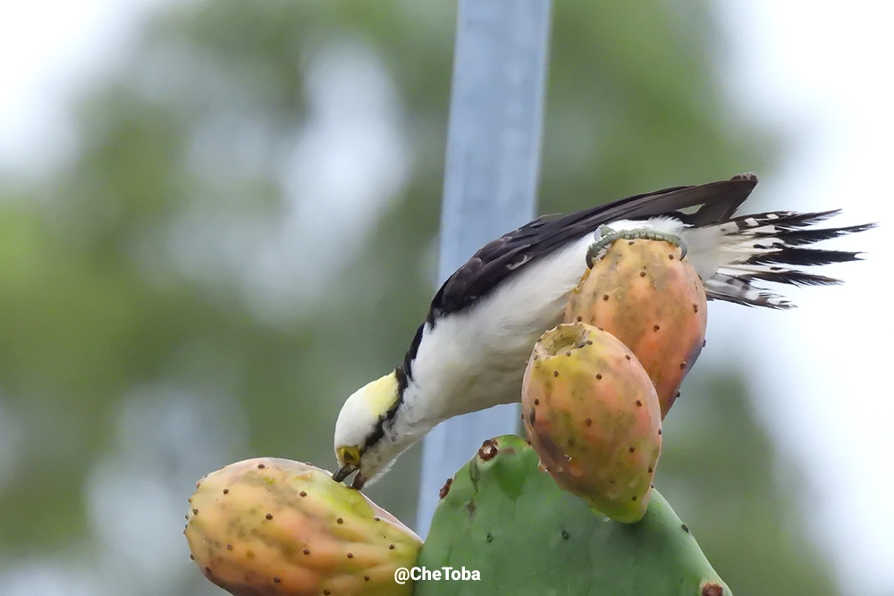 Alimentación del Carpintero Blanco