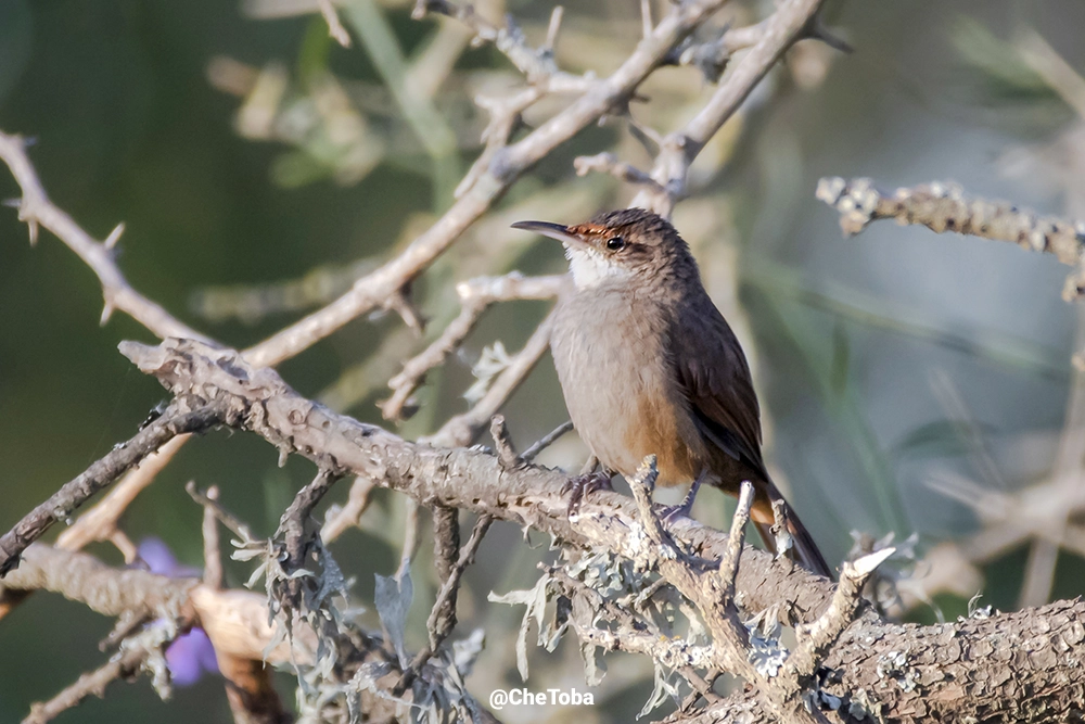 Bandurrita Chaqueña