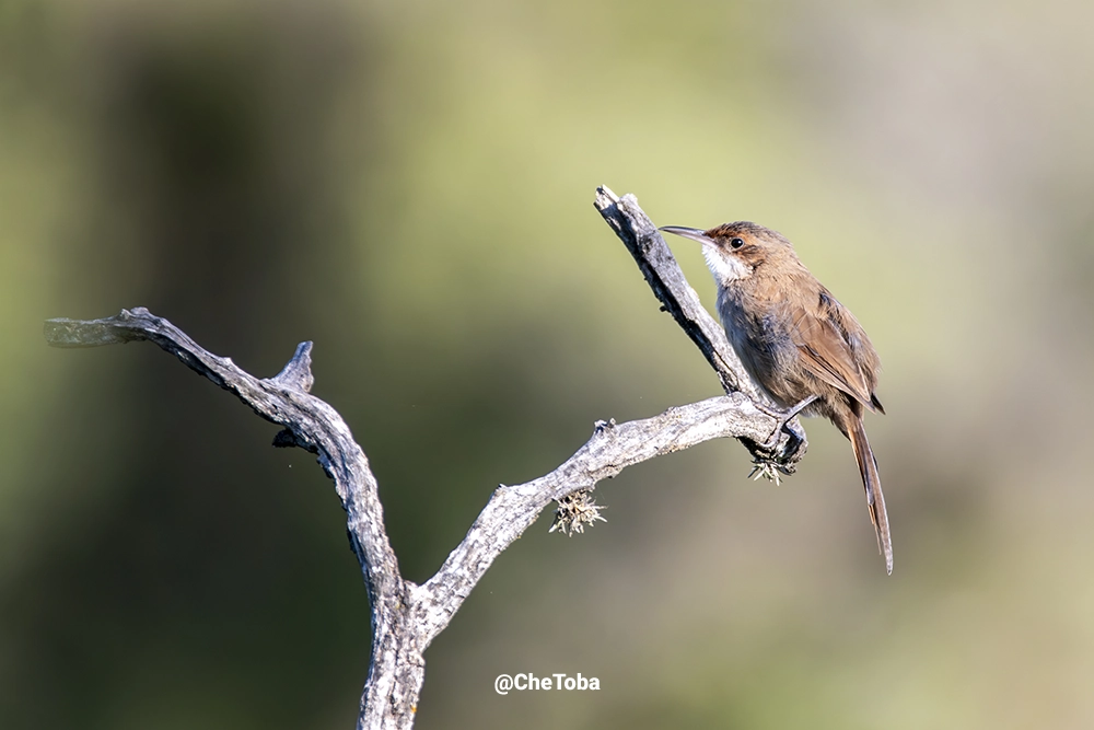 Bandurrita Chaqueña