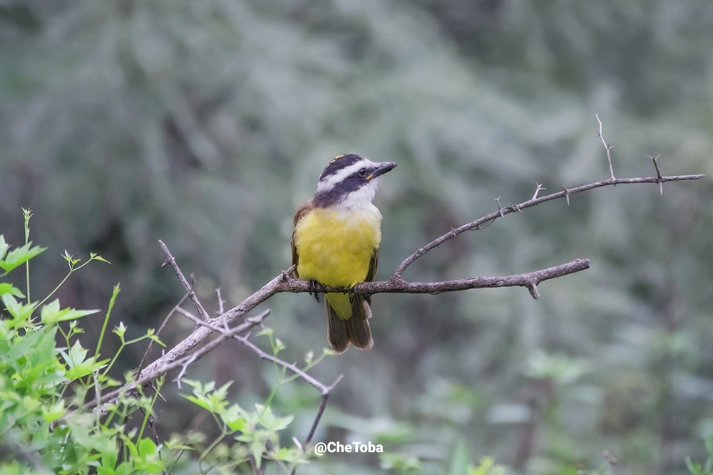Benteveo común individuo joven