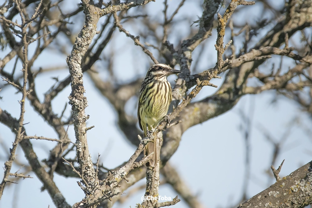 Encuentro con el Benteveo Rayado