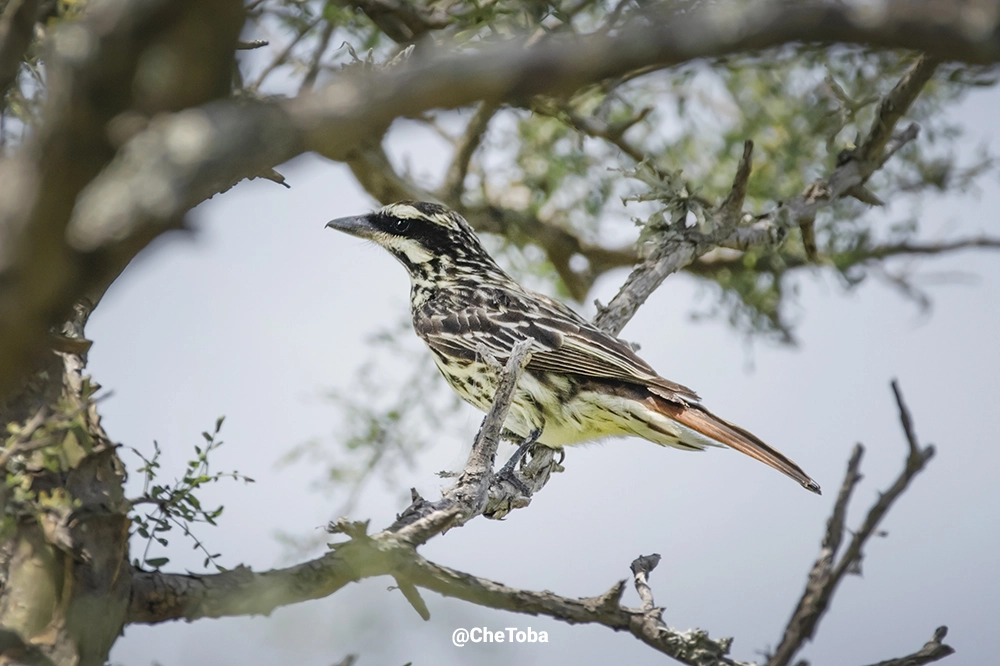 Benteveo Rayado (Myiodynastes maculatus)