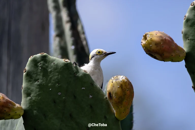 Mi opinión del Sigma 150-600mm, mis primeras fotos