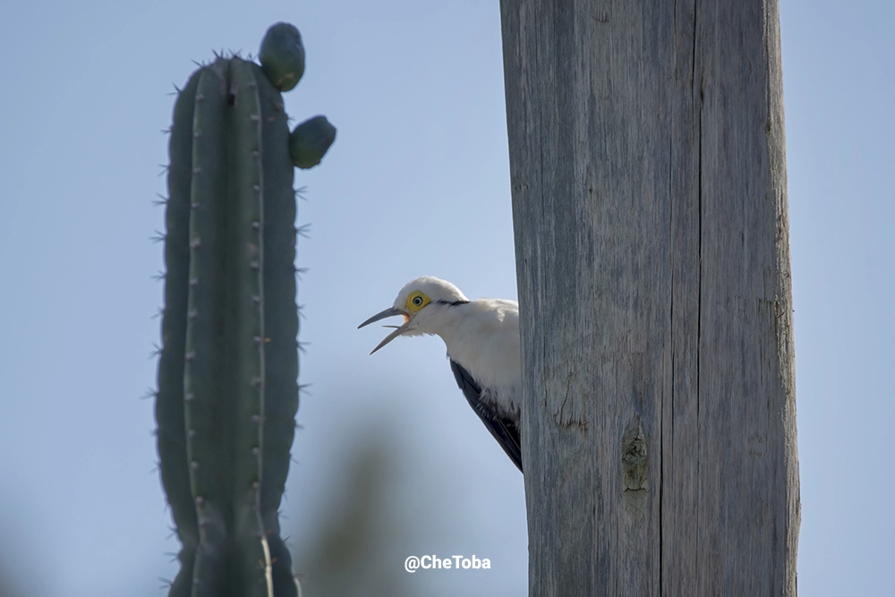 Carpintero Blanco y su barullo