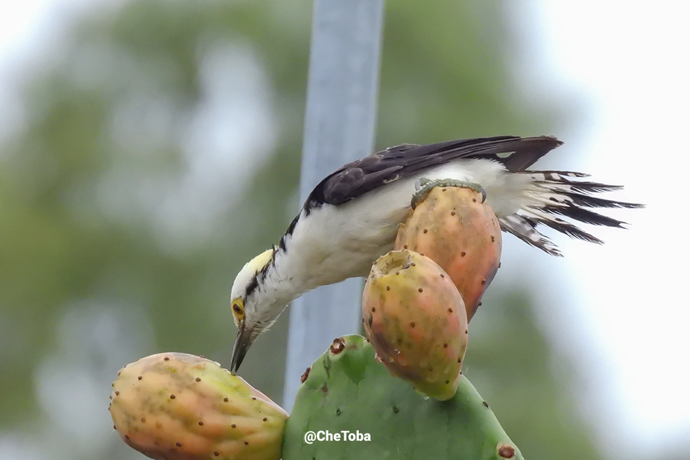 Carpinteros de Córdoba Argentina