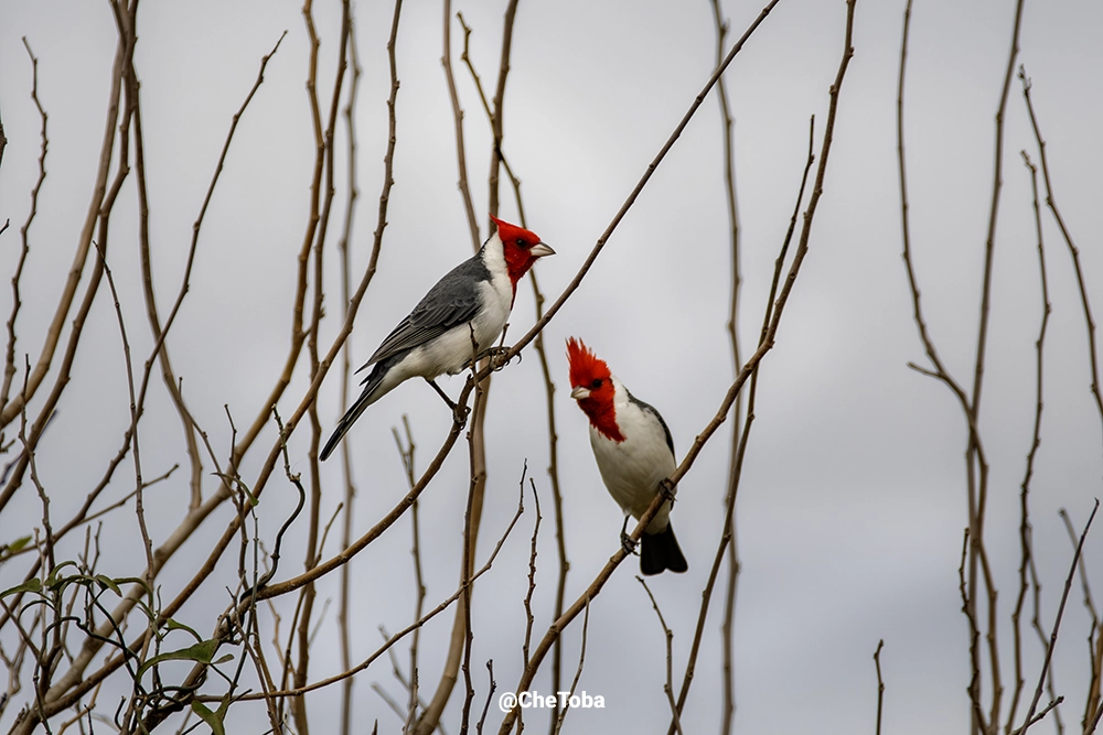 Cardenal Copete Rojo - Paroaria coronata