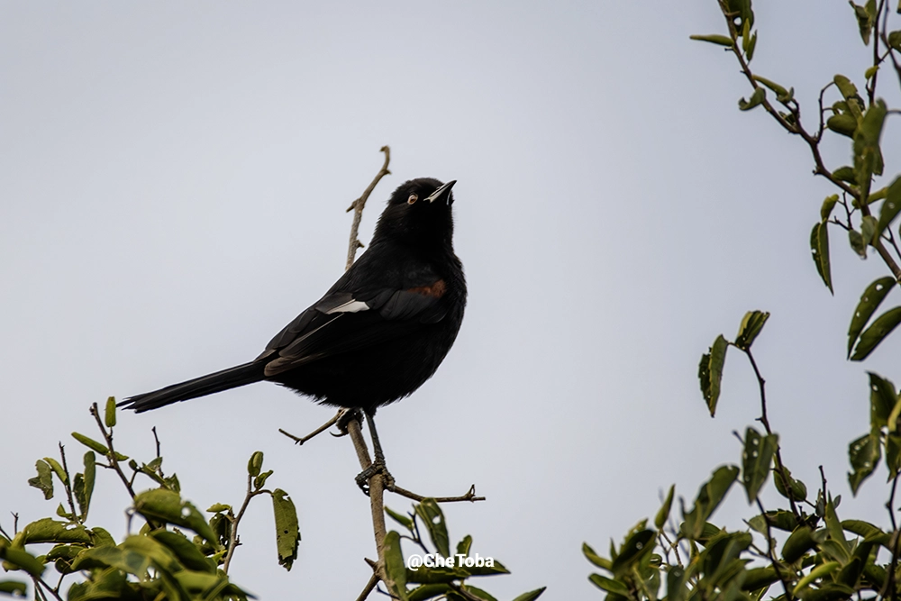 Boyerito - Icterus pyrrhopterus