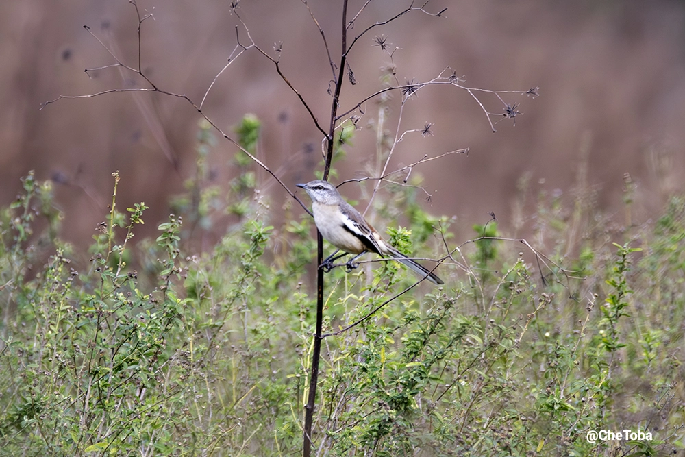 Calandria Real - Mimus triurus