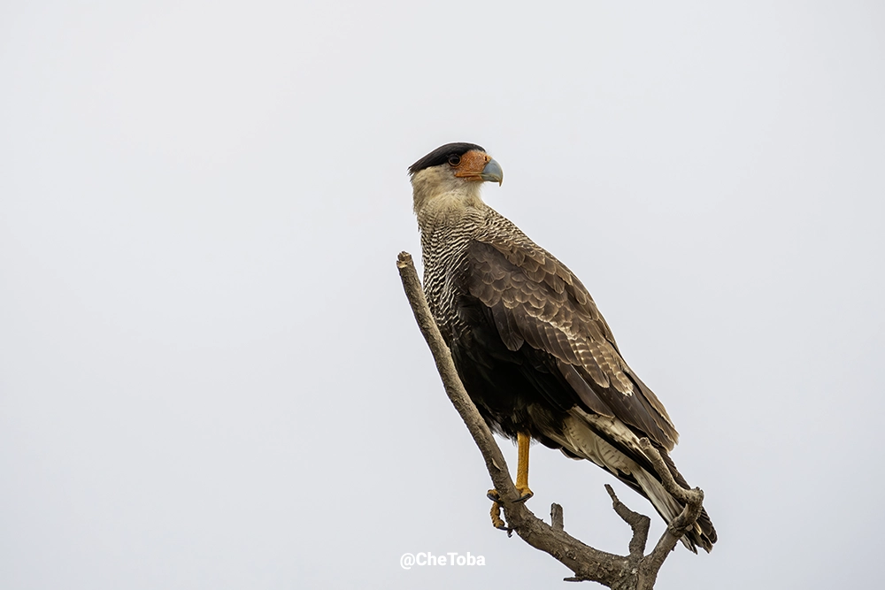 Carancho - Caracara plancus