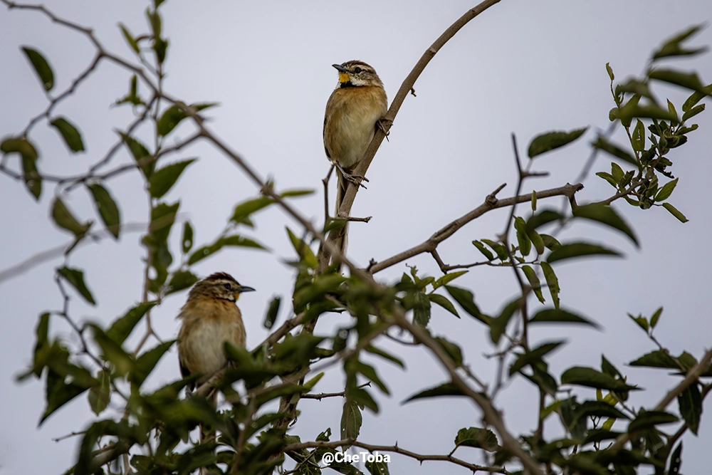 Chotoy (Schoeniophylax phryganophilus)