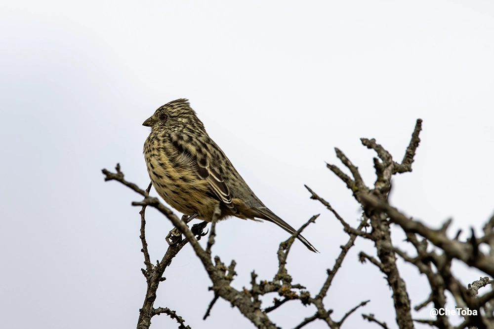Cortarramas hembra - Phytotoma rutila