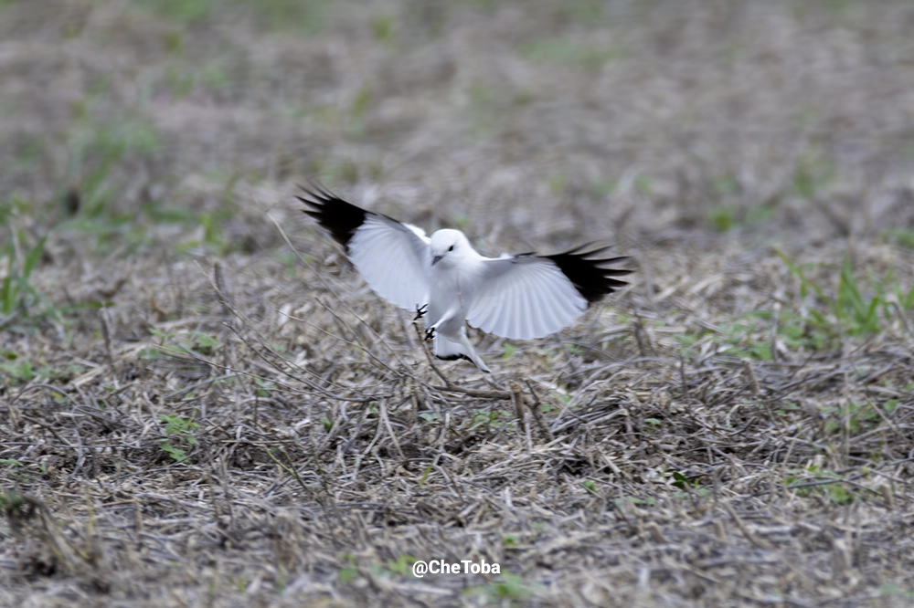 Monjita Blanca - Xolmis irupero -