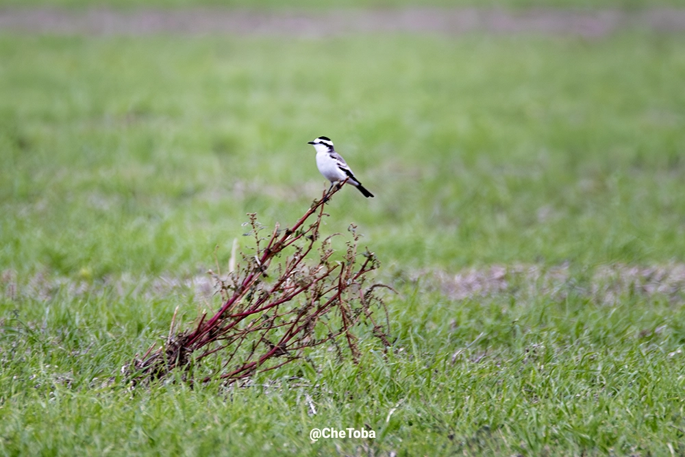 Monjita Coronada - Neoxolmis coronatus