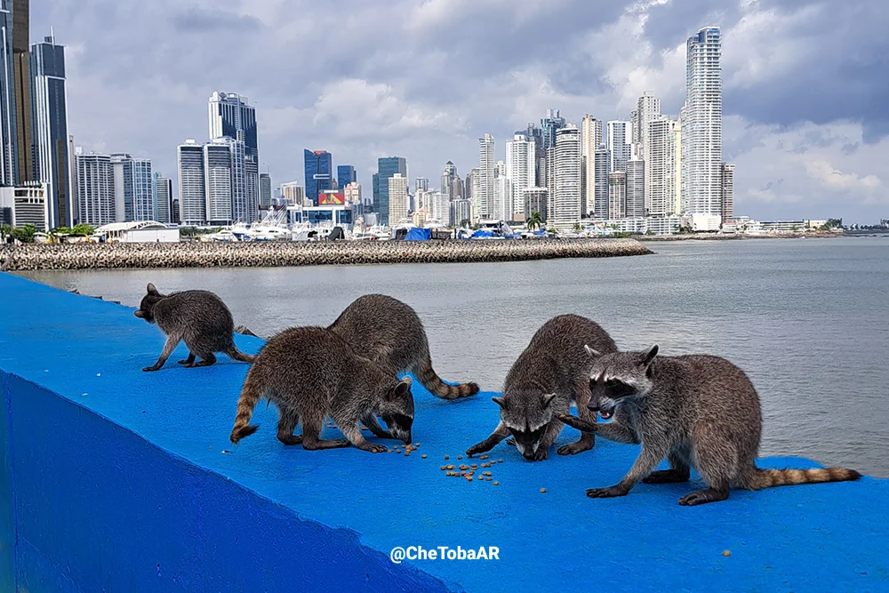 El skyline de Panamá desde la costanera