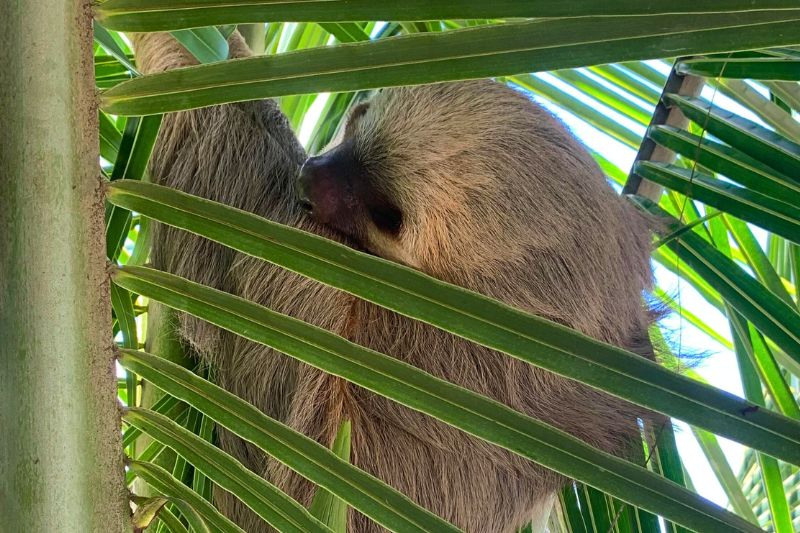 Perezosos en Costa Rica