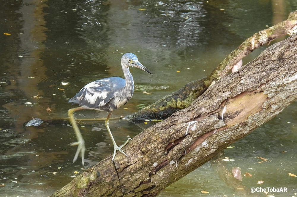 Observación de aves en El Salvador