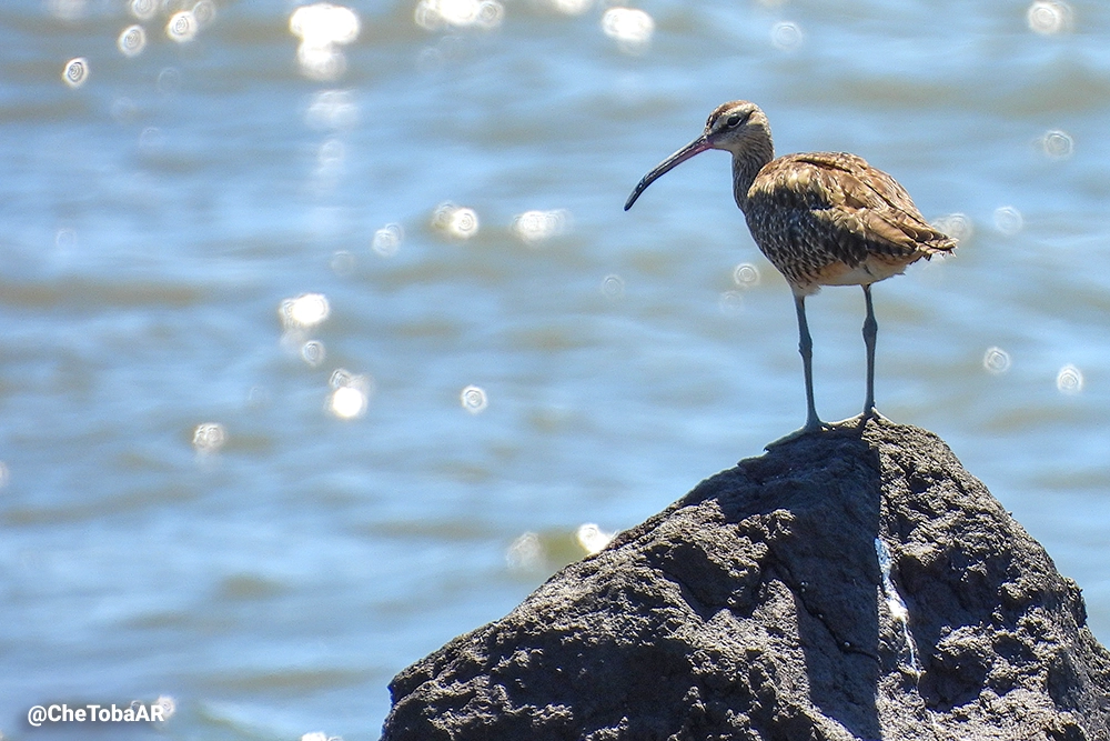 Aves playeras de El Salvador