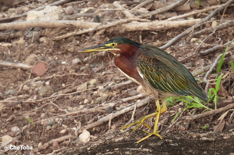 Green Heron - Butorides virescens