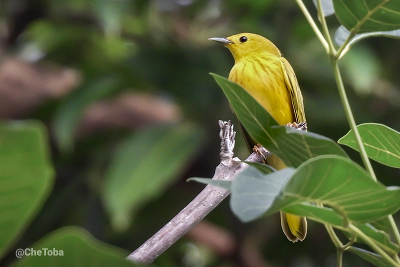 Setophaga petechia - Mangrove Yellow Warbler (Hembra)