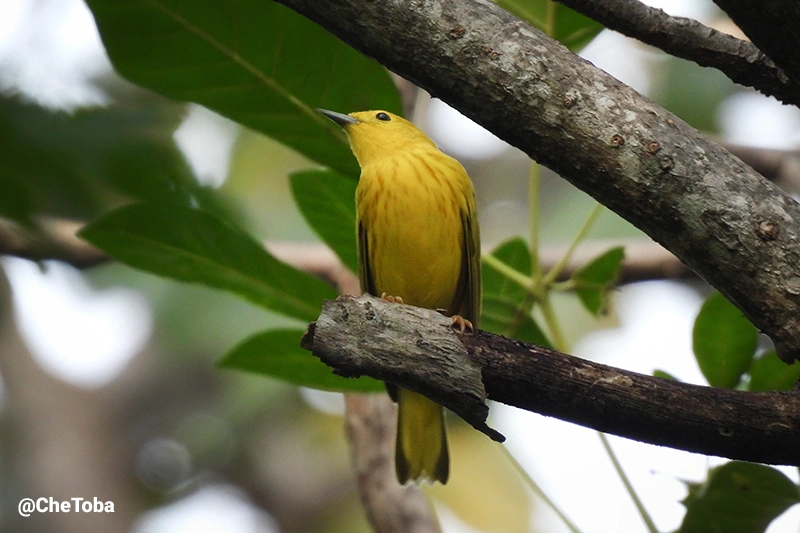 Mangrove Yellow Warbler - Setophaga petechia