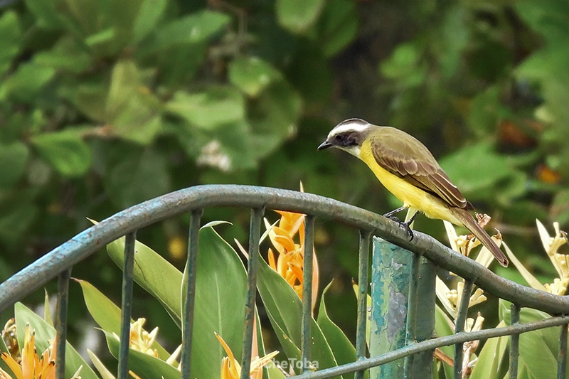 Benteveo Mediano - Myiozetetes similis