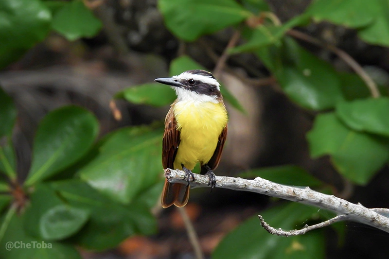Benteveo - Pitangus Sulphuratus