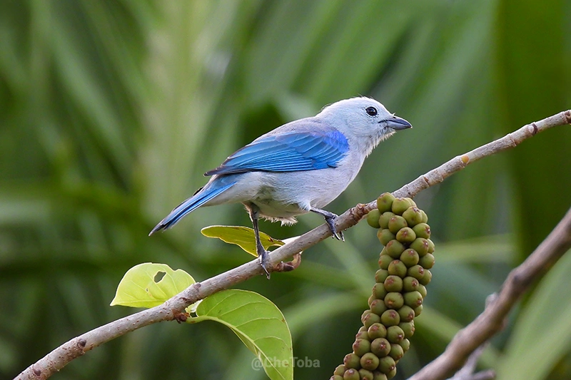 Blue-gray Tanager - Thraupis episcopus